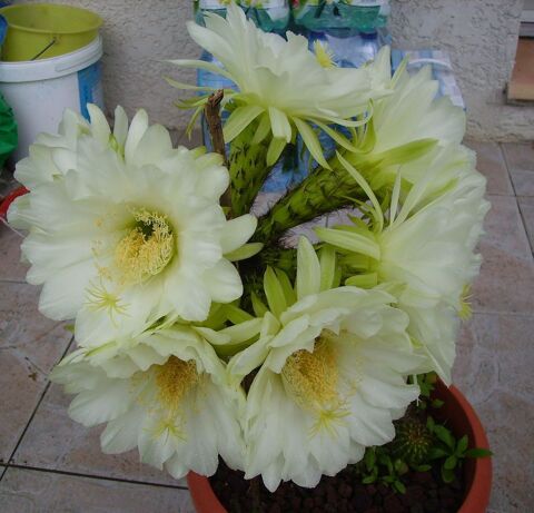 Cactus  fleurs gantes et plantes grasses 3 Mze (34)