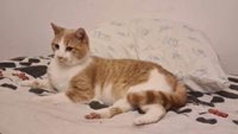 TIBISOU m&acirc;le 1 an &agrave; adopter 160 24490 La roche-chalais