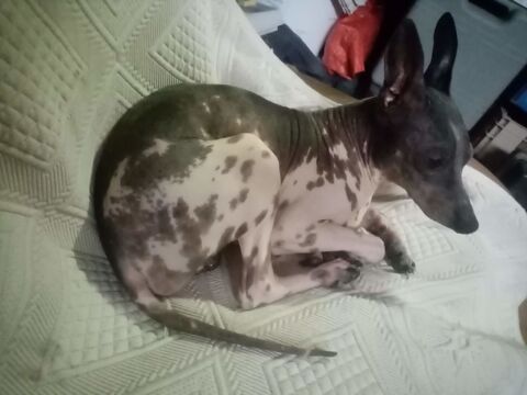 Saillie chien nu l&eacute;opard 0 66000 Perpignan