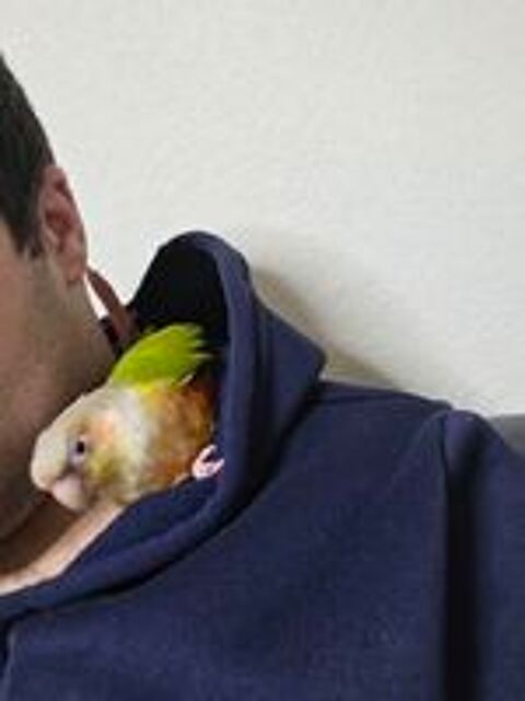   Conure ananas 