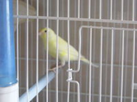   canari timbrado 