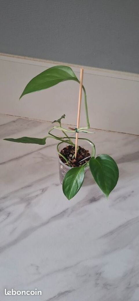Monstera obliqua brazil bouture 61 Clermont-Ferrand (63)