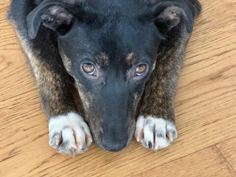 LULOU SE TROUVE EN FAMILLE D'ACCUEIL 0 75018 Paris