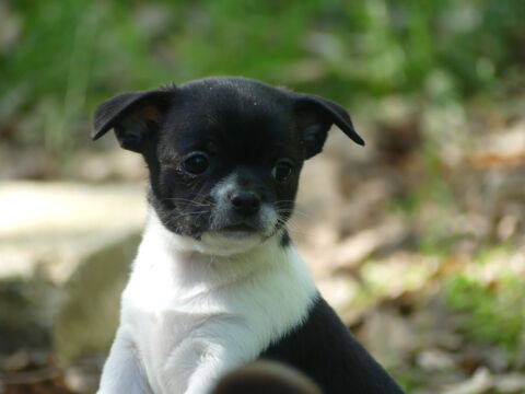 Chihuahua 950 91650 Breuillet