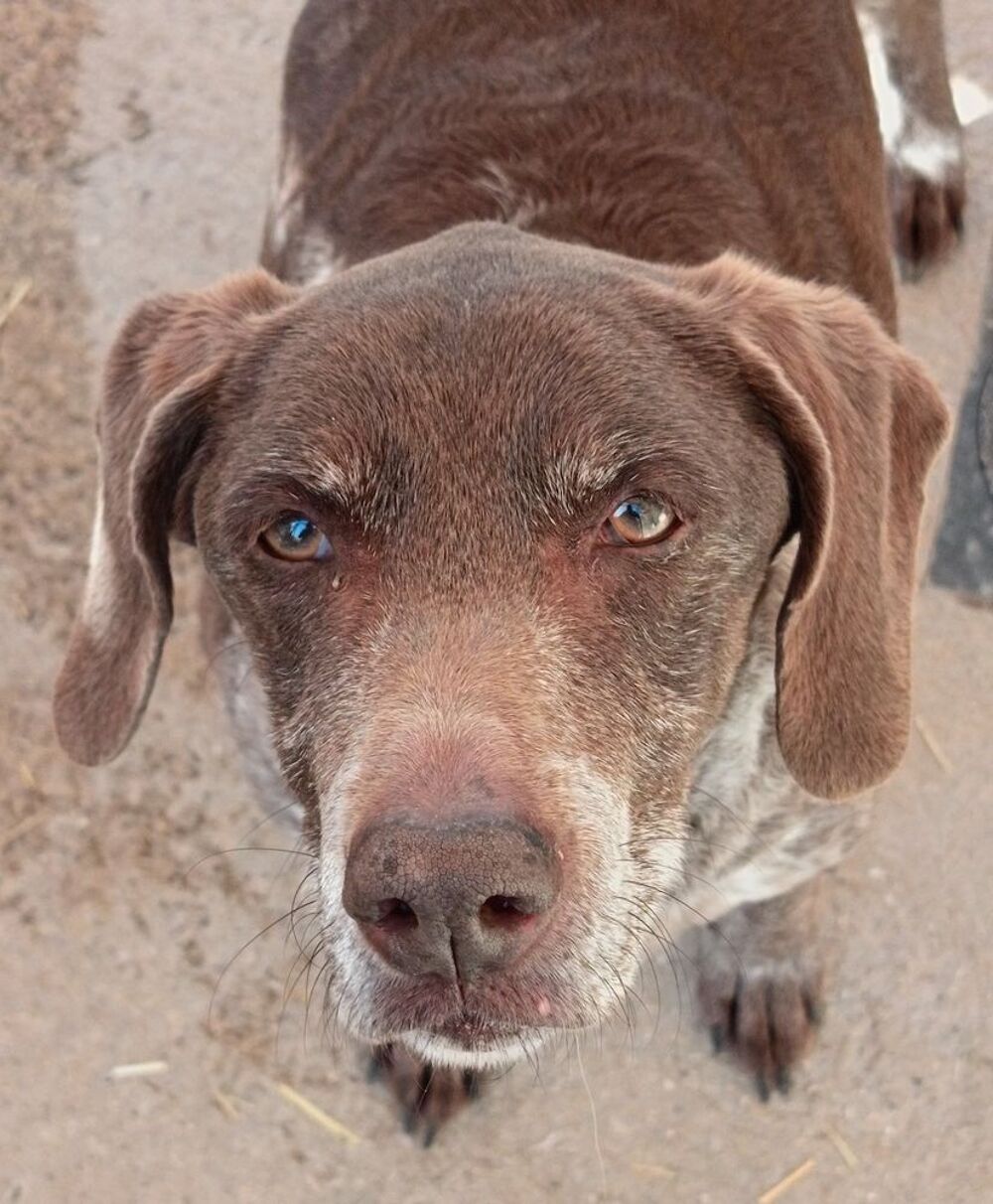   Roxane est à l'adoption 