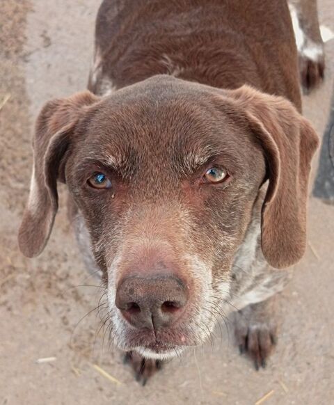 Roxane est &agrave; l'adoption 0 34000 Montpellier