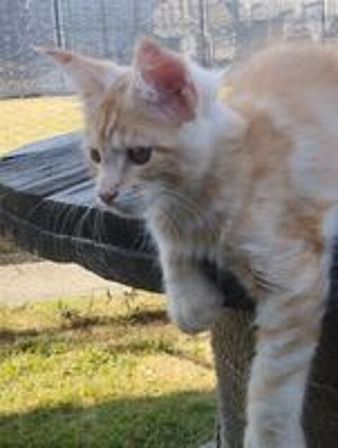   Chatons maine coon LOOF ? 