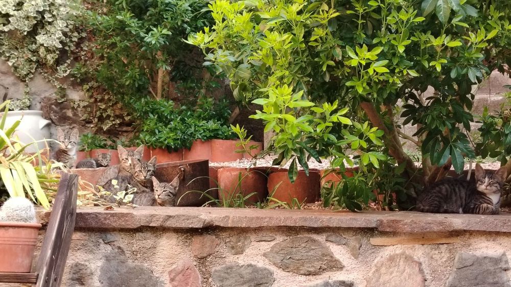   Donne chatons 