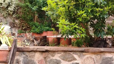 Donne chatons 0 69690 Brussieu