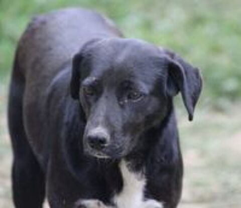   JAYA, jolie crois�e Labrador � l'adoption 