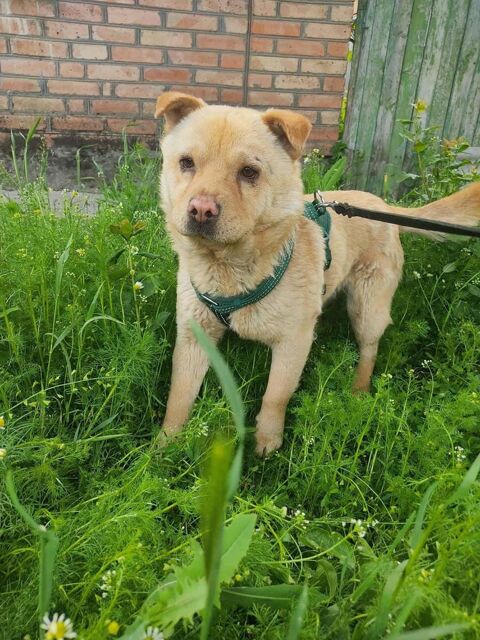 BONNIE  actuellement au refuge en UKRAINE 0 75018 Paris