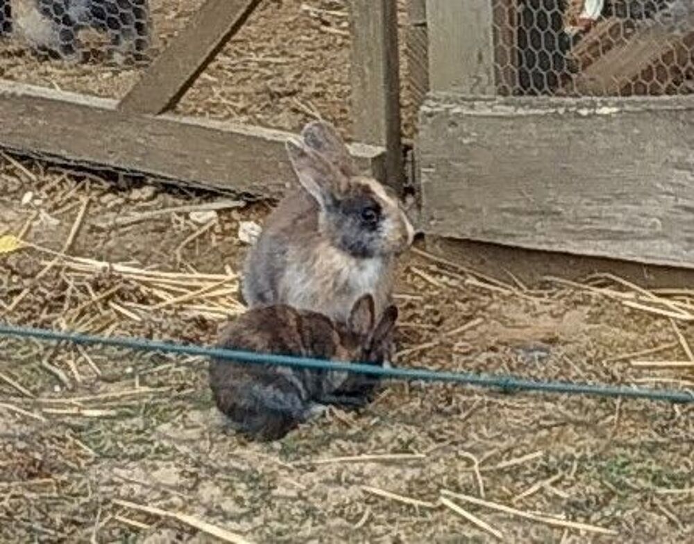   lapine naine de 9 semaines, pelage chamarré 