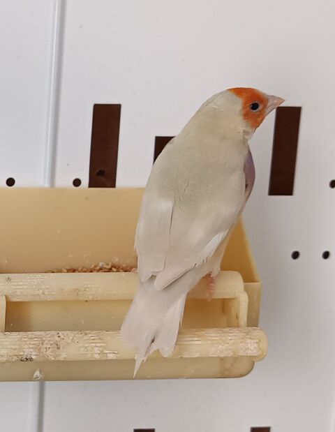 femelle gould ivory patel rare 300 86130 Dissay