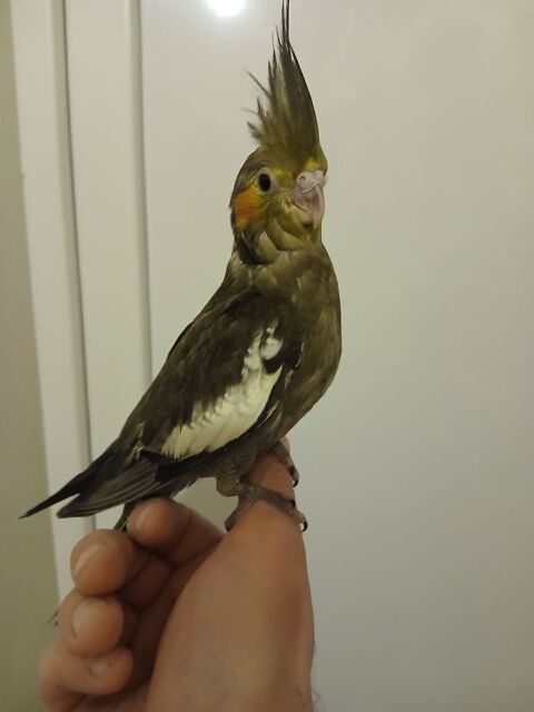 Perruche calopsittes EAM 90 44150 Ancenis