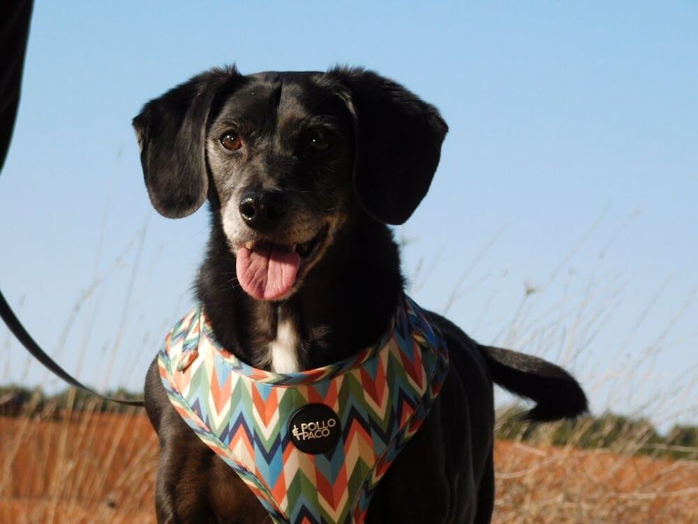   SOS BIMON  ce petit chien snior  adopter 🚨 