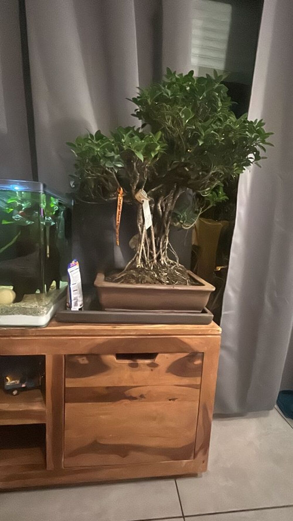 Bonsa&iuml; + 40 ans Jardin
