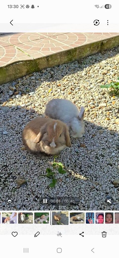 Famille lapins 0 83400 Hy�res