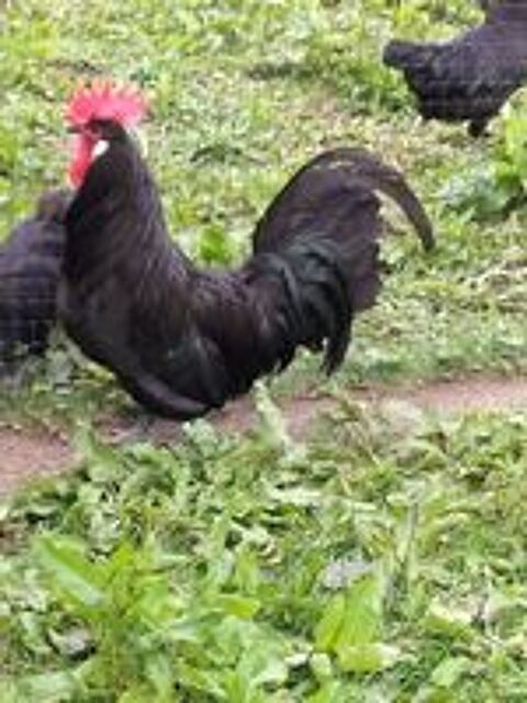   Coq Courtes-pattes  