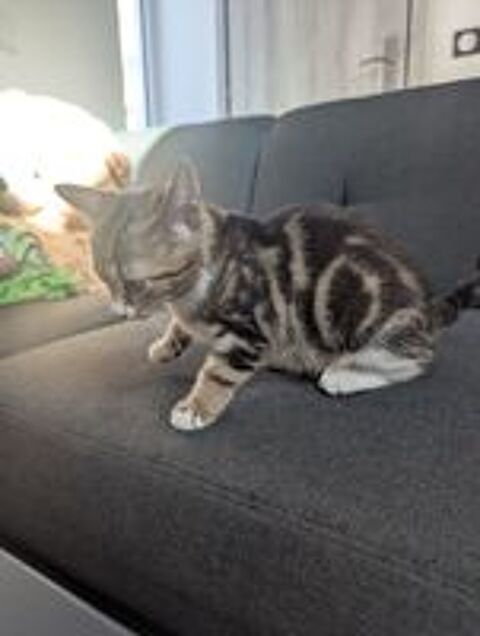   Beau chat tigré 