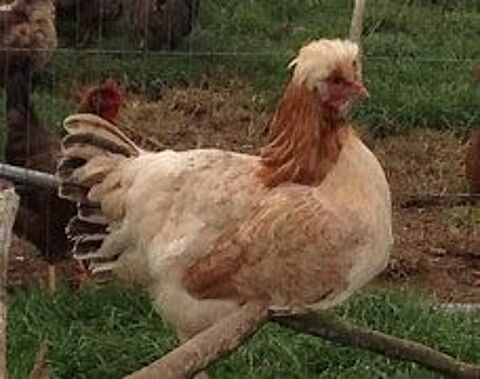 Poule sulmtaler cadeau anniversaire, fêtes des mères, pères 39 77540 Courpalay