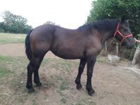   JUMENT PERCHERONNE NOIRE 18 MOIS 