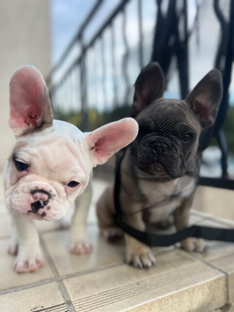 Bouledogue français 1000 91200 Athis-mons