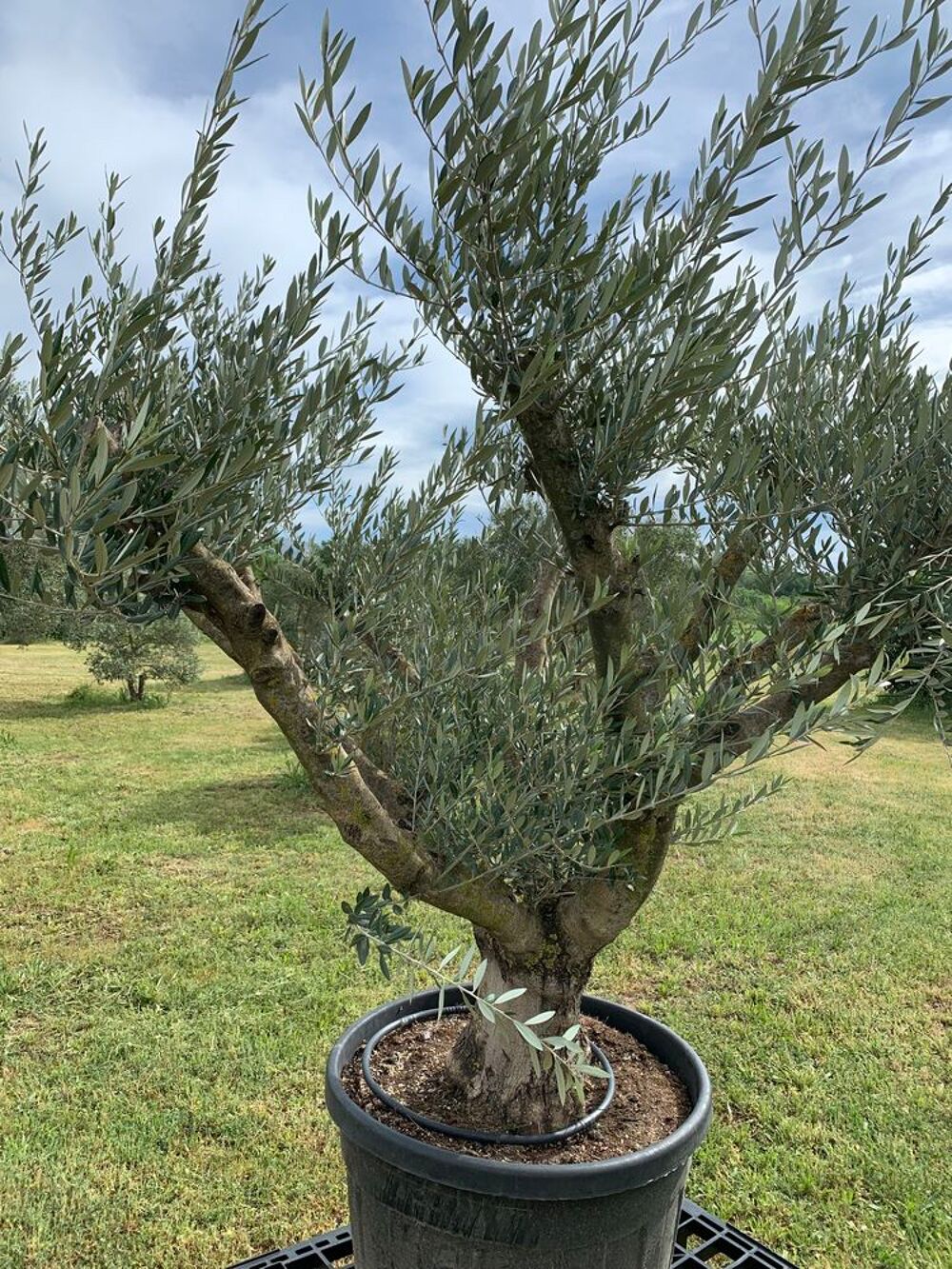 Olivier du moment Jardin