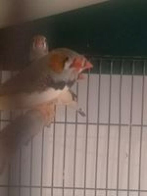   Mandarins  