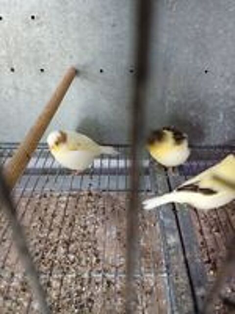   Canaris glosters  