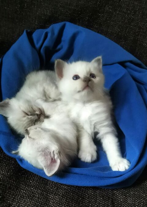 Magnifiques chatons sacrés de birmanie loof 1400 94110 Arcueil