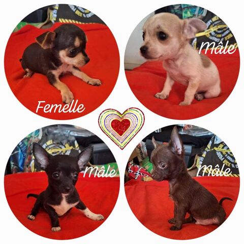 Beaux Chihuahuas à placer 900 94200 Ivry-sur-seine