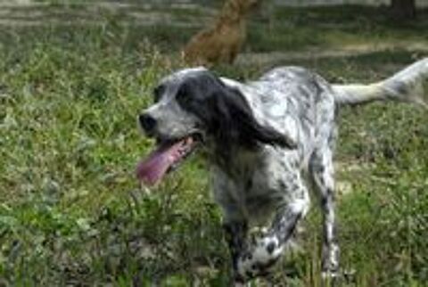   Setter Anglais LOF adultes disponibles de suite 