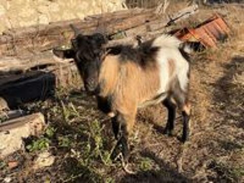   Jeune bouc nain tricolore non-castré ? Vif, curieux et en pl 