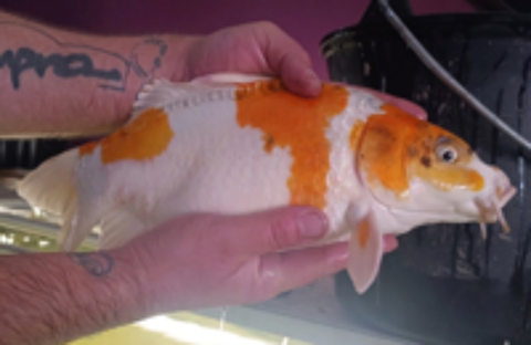   6 carpes koi + 3 tanches 