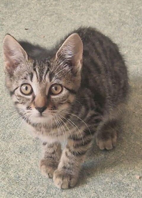 BROWNIE CHATON MALE 2 MOIS 80 62190 Lières
