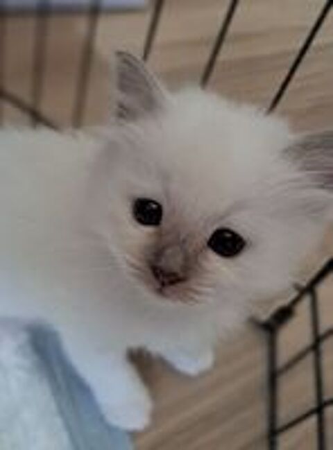   Femelle sacr de Birmanie LOOF 