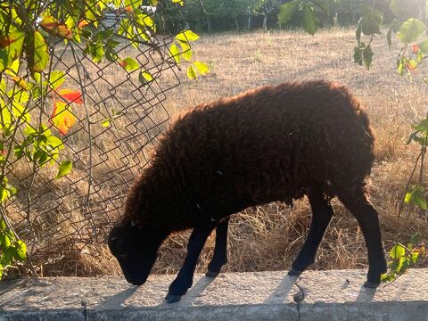 mouton Brebis Ouessant 6 mois idéales pour l'entretien 80 47000 Agen