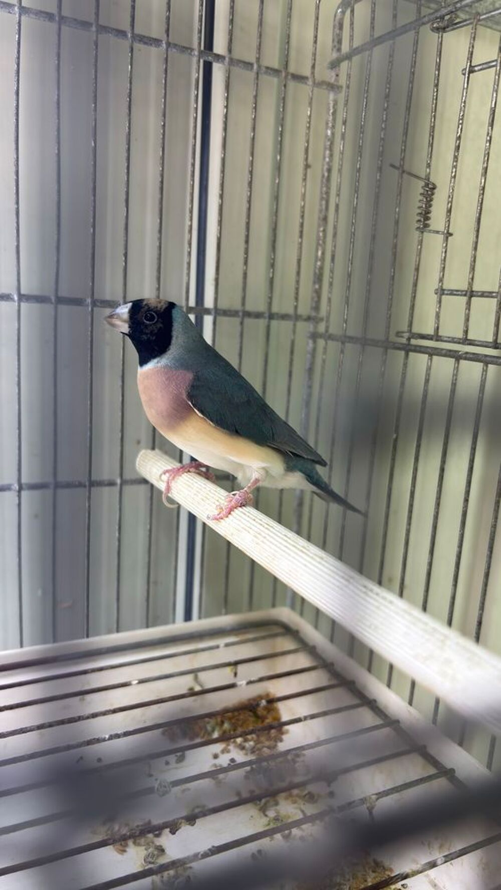   Diamant Gould Femelle Bleue  