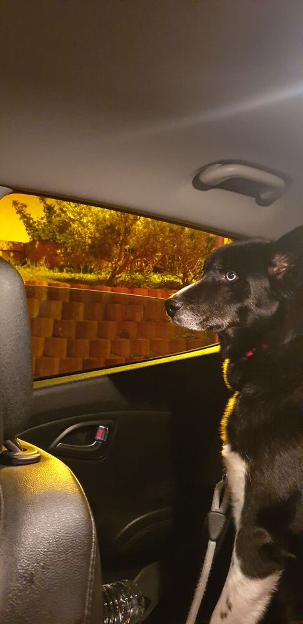   Garde husky 