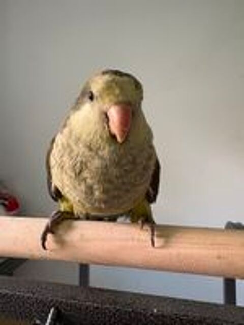   Conure veuve epp 