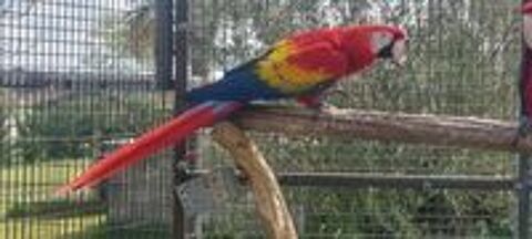   Ara Rouge/Ara Macao ou echange contre 1/1 cacatoes Rosalbin  
