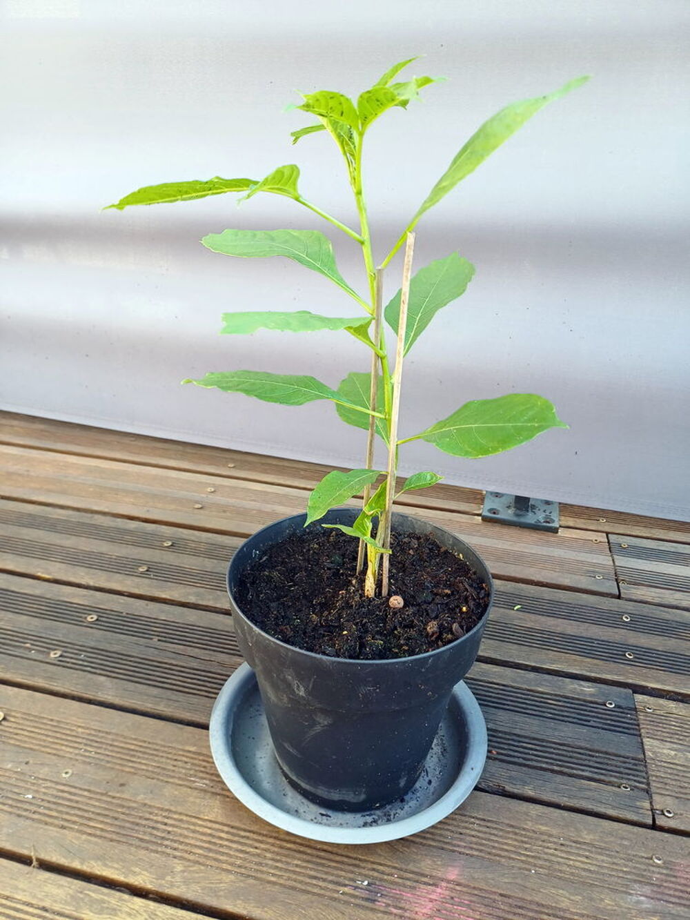 Charmant BAOBAB hauteur 50cm Jardin