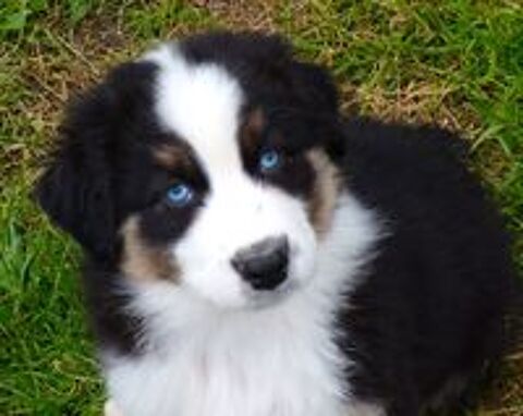   magnifiques chiots berger australien 