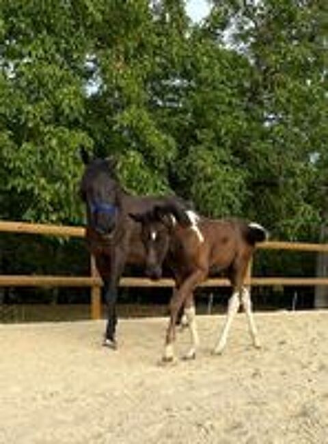   poulain PP sport pie & jument 4 ans 