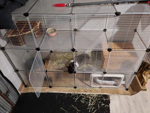 Vent 2  lapins nains  120 78260 Ach�res