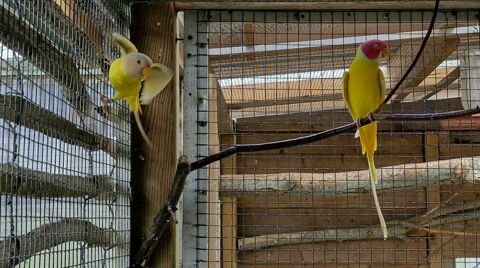 Tetes de prune 450 44350 Gu�rande