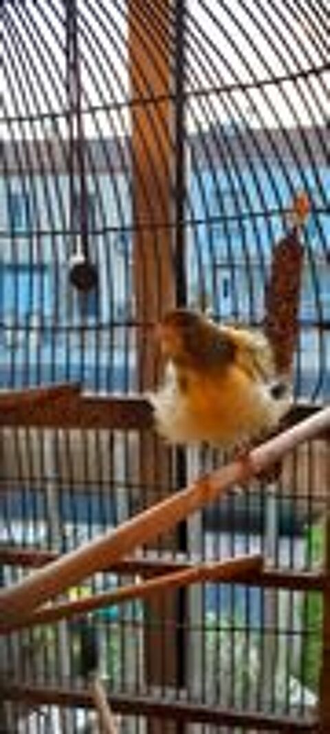   Canaris frisés,mâle très bon chanteur+femelle éventuellement 