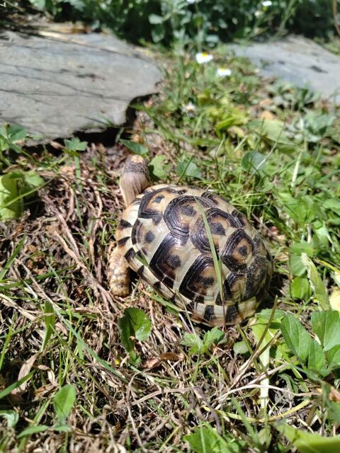 tortue terrestre 200 91360 �pinay-sur-orge