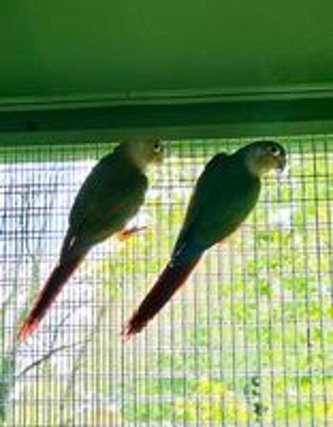   Couple perruche pyrrhuras molinae  