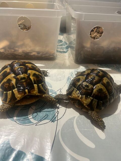 Tortue femelle de 9 ans 250 30000 Nmes
